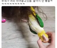 룸메랑 앵무새랑 머리채잡고 싸움.jpg