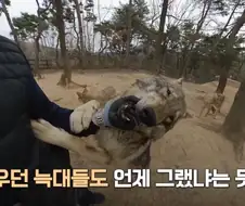 늑대 사육사 특