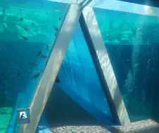 "이 수족관에는 초밥이 있어."