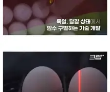 수평아리가 죽는 게 안타까웠던 독일
