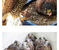 아파트 덕분에 번식률이 증가했다는 촉법동물