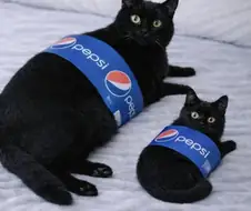 펩시 냥이