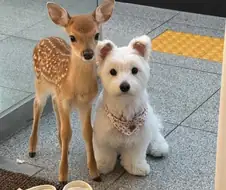 아기 사슴과 강아지
