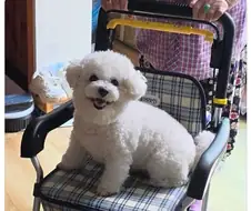 주인보다 먼저 시승한 강아지