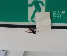 장수말벌 진짜 크더라
