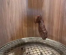 캐틀 뮤틸레이션