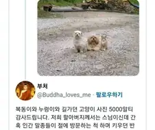 할아버지가 찍은 멍멍이 사진 레전드