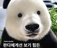 잉크 부족한 상태로 만들어진 판다