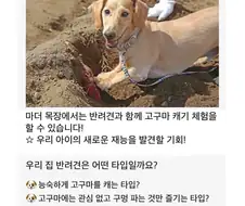 행복한 강아지들