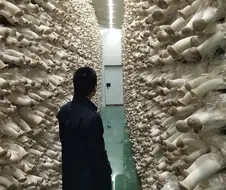 버섯농장의 모습