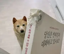 당신의 강아지와 대화하자
