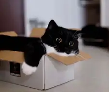 만화 캐릭터같은 고양이.jpg