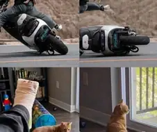 고양이 학대다 vs 똑같이 다쳤는데 이게 왜 학대냐.jpg