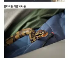 걸밴크 보고 뱀 키우는 사람이 그리는 만화 - 1