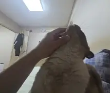집사의 손을 즐기는 커여운 고양이~~