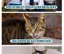 집사들이 오래통화하면 고양이들이 애옹야옹 거리는 이유