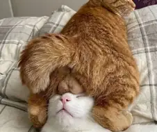 따뜻한 두쪽쿨