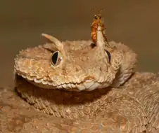 조용히 먹잇감을 노리는 뱀...