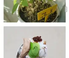 디씨 식물겔의 정체.jpg