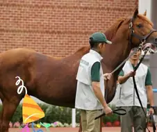 말딸) 스페를 보고 발기하는 그라스