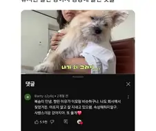 유치원 잘린 강아지 영상에 달린 댓글.