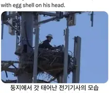 갓 태어난 전기 기사