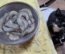 야옹이랑 술한잔 함
