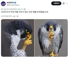 무언가를 꾸미는 듯한 매 사진.jpg