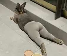 레깅스 토끼.....jpg