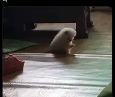 저거 만화에서 사람이 개되면 자주 하는 포즈인데