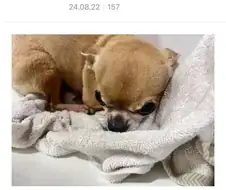 존나 빡친 치와와.jpg