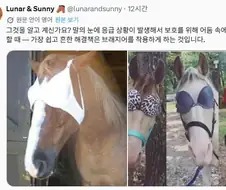 말 눈가리개로 유용한 물건