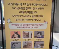 보문사에 있는 반려묘 고양이들