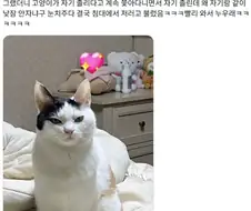 낮잠 재워 달라고 화내는 고양이