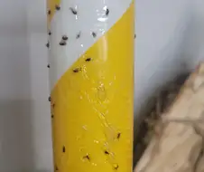 초파리 트랩 사용 후기