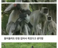 무리에 섞여들어간 로봇 원숭이.jpg