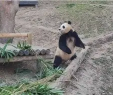 에네르기파 쏘는 푸바오