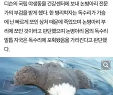 병아리한테 죽은 독수리