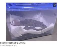 여주 국제멸종위기 샴악어 주인 검거