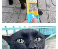 싸가지 없는 고양이 함락시키기.jpg