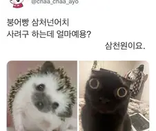 붕어빵 삼천원 어치 얼마죠?