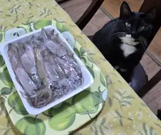 퇴근후 야옹이랑 소소하게 한잔함ㅎㅎ