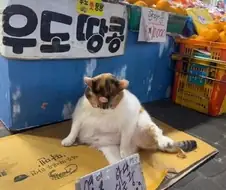 우도 햇 땅콩 원산지 공개