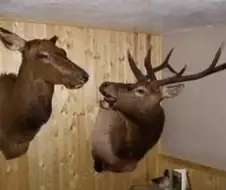 슴 ㅅㅂ! 너 때문에!!!!