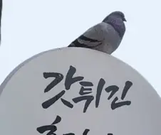 번지수 잘못 찾아온 새