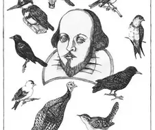 어느 셰익스피어 팬이 부른 나비효과