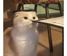 고양이의 귀여운 습성