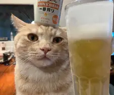 고양이: 그래. 그 맥주 차갑냐?