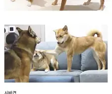 진돗개랑 상성이 안 맞는다는 견종.jpg