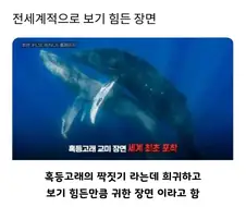 엄청 보기 드물다는 고래 짝짓기 광경